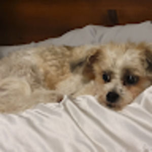 Meet your Posher, Tabitha